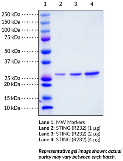 STING R232 variant (human, recombinant)