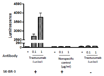 ADCC Cell Line, Low Affinity