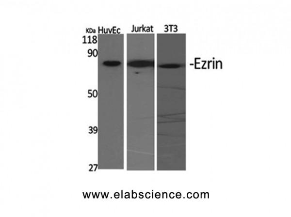 Anti-Ezrin