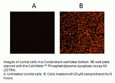 Cell Meter(TM) Phosphatidylserine Apoptosis Assay Kit *Orange Fluorescence Optimized for Microplate