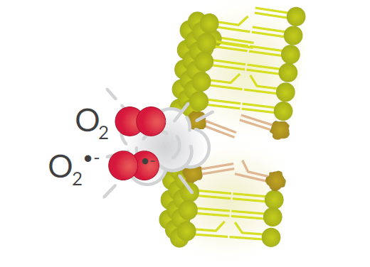 Cayman-Lipid-Damage