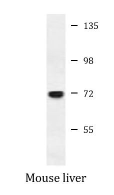 Anti-AMOTL2