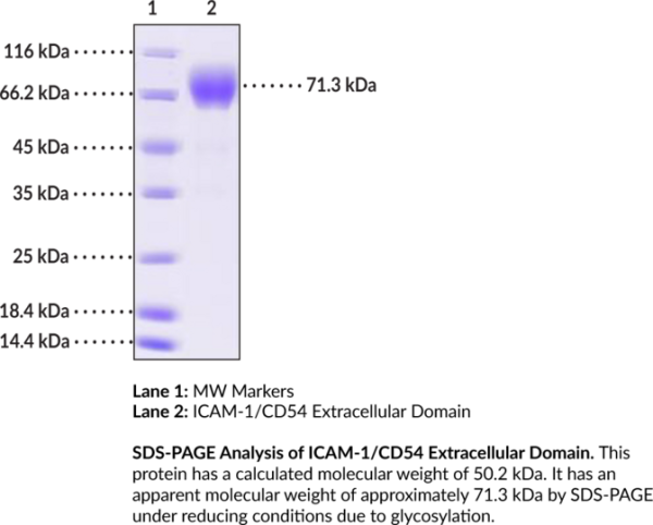 ICAM-1/CD54 Extracellular Domain (human, recombinant)