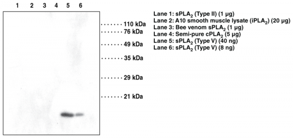 Anti-sPLA2 (human Type V) (Clone MCL-3G1)