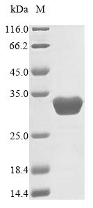 Sepiapterin reductase (SPR), human, recombinant