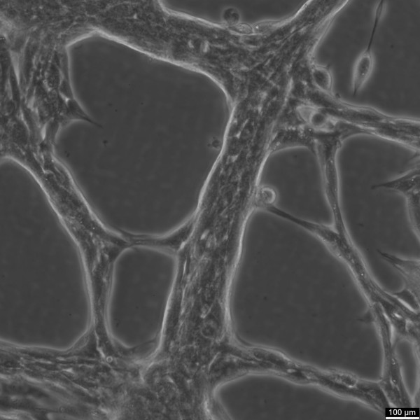 Hep-55.1C Cells