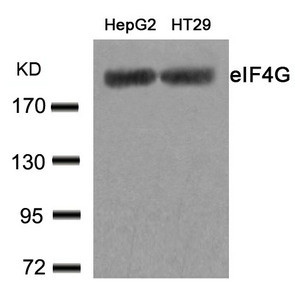 Anti-EIF4G1 (Ab-1232)