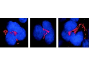 Anti-FKBP51, clone Hi51B