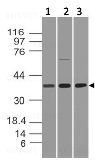 Anti-HtrA2 (Clone: ABM1H83)