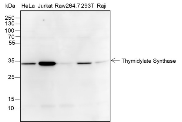 Anti-Recombinant Thymidylate Synthase, clone A377