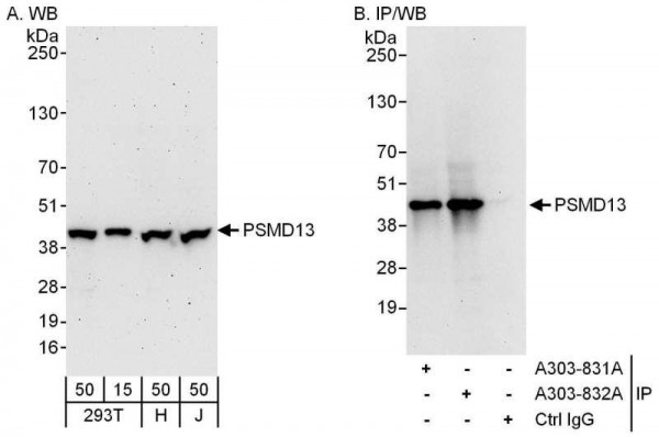 Anti-PSMD13