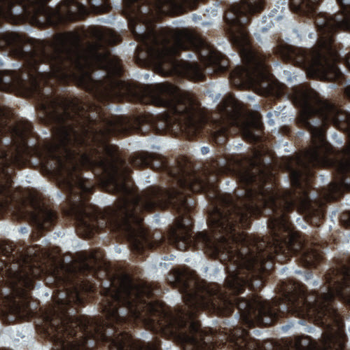Anti-SLC27A5, clone CL0216