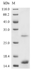 Progonadoliberin-1 (Gnrh1), rat, recombinant
