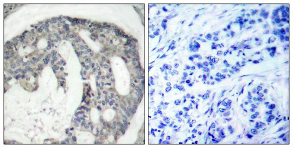 Anti-phospho-eNOS (Ser1177)