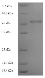 Lycopene beta cyclase, chloroplastic (LCY1), Arabidopsis thaliana, recombinant