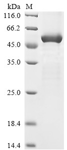 Atrial natriuretic peptide receptor 2 (NPR2), partial, human, recombinant