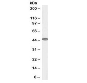 Anti-PAX3 (Biotin Conjugate)