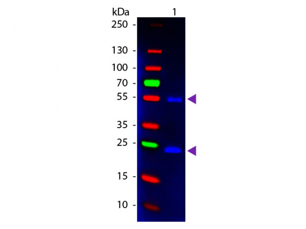 Anti-Mouse IgG (H&amp;L) [Donkey] Fluorescein conjugated
