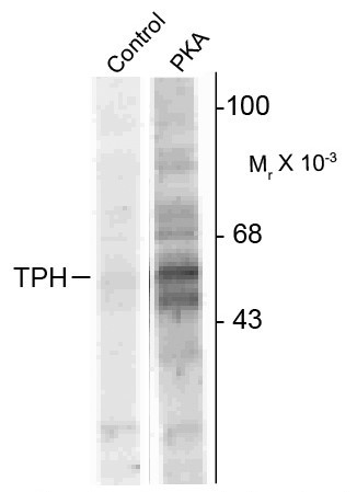 Anti-phospho-TPH1 (Ser58)