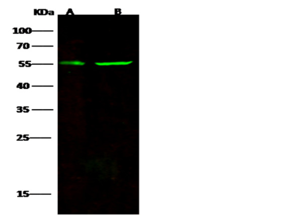 Anti-CD83 Monoclonal Recombinant Antibody