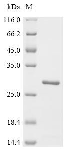 Peptidoglycan-associated lipoprotein (pal), recombinant Shigella flexneri