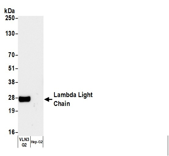 Anti-Human Lambda Light Chain