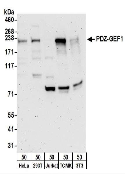 Anti-PDZ-GEF1