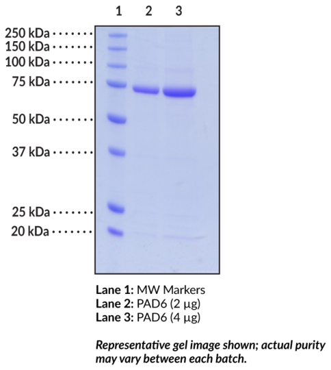 PAD6 (human recombinant)