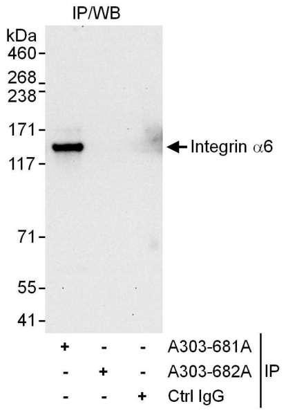 Anti-Integrin Alpha 6