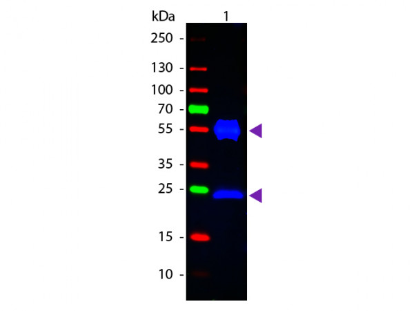 Anti-Mouse IgG (H&amp;L) [Rabbit] Fluorescein conjugated