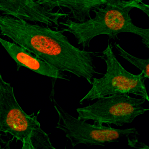 Anti-Acetyl-Histone H3 (Lys4), Rabbit Monoclonal (RM149)