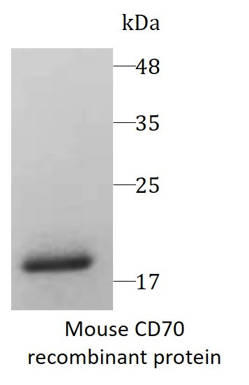 Mouse CD70 recombinant protein (Active) (His-tagged)
