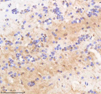 Anti-Zebrafish Twist / Twist1a / Twist1b / Twist2