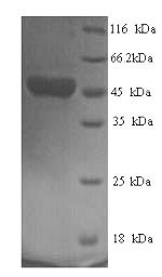 respiratory syncytial virus B Fusion glycoprotein F0 (F), partial, human, recombinant