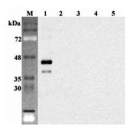 Anti-Sirtuin 6 (human)