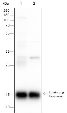Anti-Recombinant Luteinizing Hormone beta, clone A289