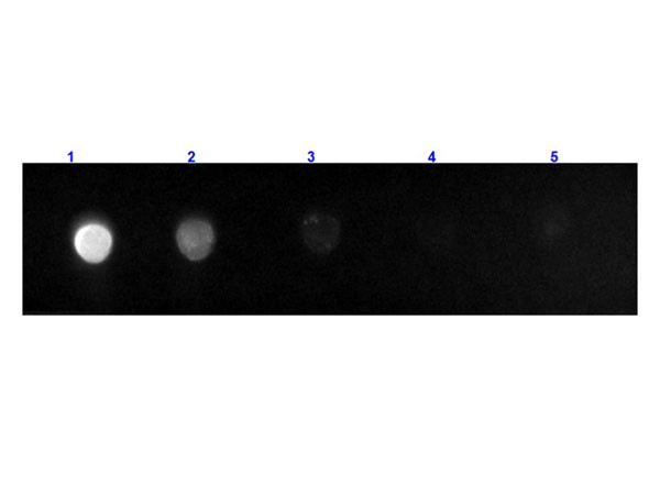 Anti-Rat IgG F(c) [Goat] (Min X Bv Hs &amp; Hu serum proteins) Fluorescein conjugated F(ab')2 fragment