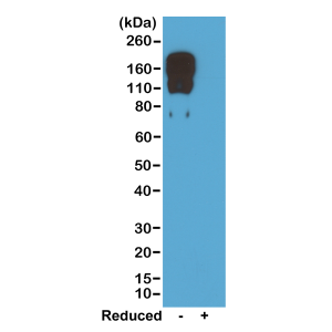 Anti-IgG2c (mouse), Rabbit Monoclonal (RM223)