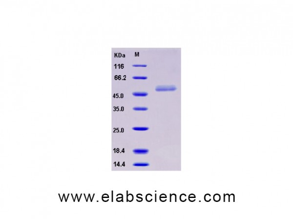 Recombinant Human ICOS / AILIM / CD278 Protein (His & Fc tag)