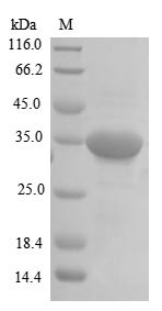 Repulsive guidance molecule A (RGMA), human, recombinant