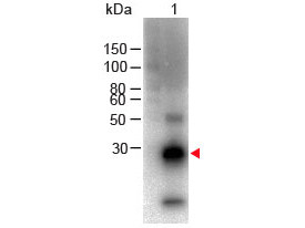 Anti-Rabbit IgG F(c) [Goat] Biotin conjugated F(ab&#039;)2 fragment