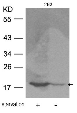 Anti-phospho-Myosin Light Chain 9 (Ser19)