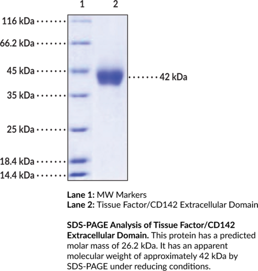 Tissue Factor/CD142 Extracellular Domain (human, recombinant)