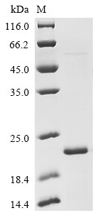CD109 antigen (Cd109), partial, mouse, recombinant