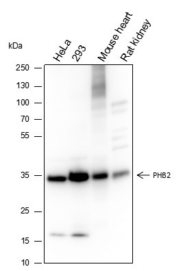 Anti-Recombinant PHB2, clone A330