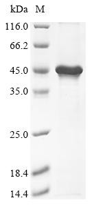 Transcription factor PU.1 (Spi1), mouse, recombinant