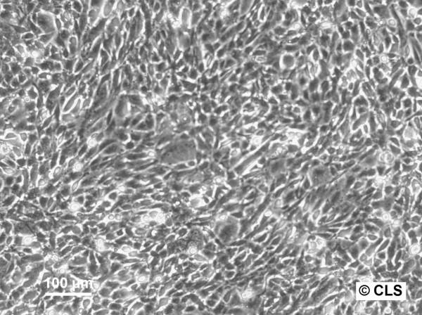 FS-C3H Cells