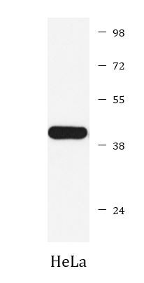 Anti-HDAC8