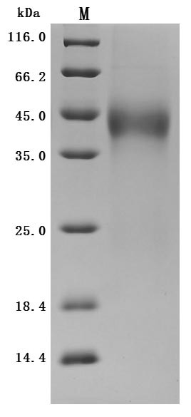 Tissue factor pathway inhibitor (TFPI), partial (Active), human, recombinant