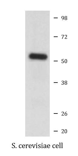 Anti-alpha Tubulin